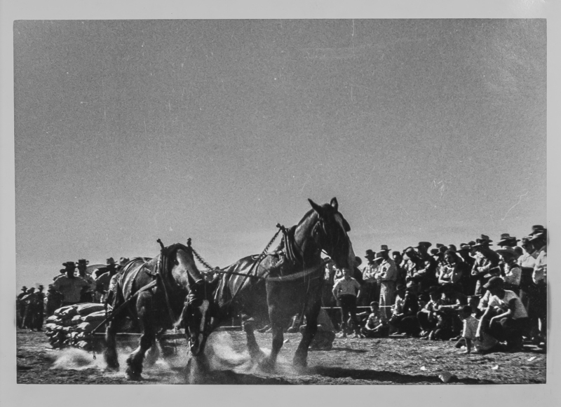 A two-horse team pulling a plow with bags of grain.