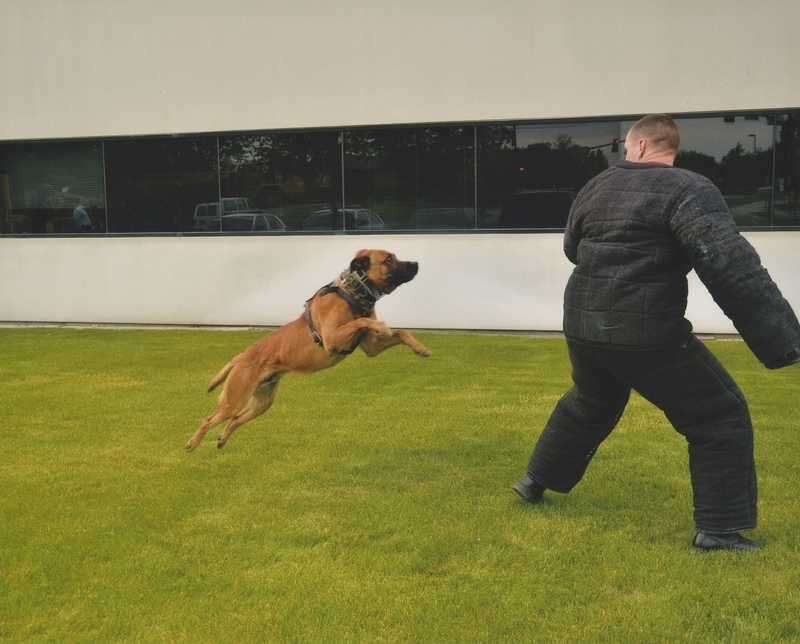 Police K-9 in training, circa 2010s. 