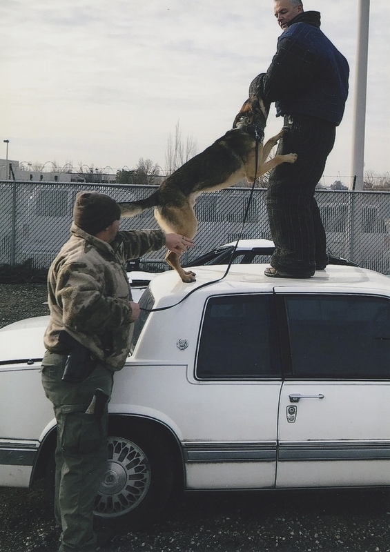 Police K-9 in training, circa late 2010s. 