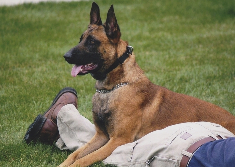 Meridian Police K-9, circa 2010s