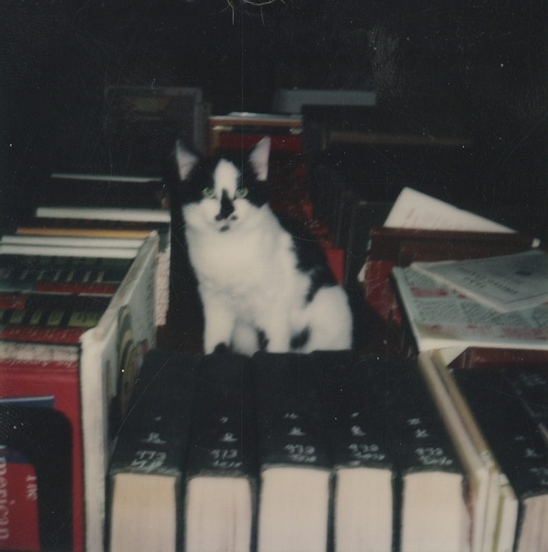 Figaro, the Meridian Library Cat, helps out at a book sale. Figaro lived at the library for four years (circa 1976-1980). 