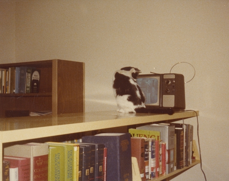 Figaro, the Meridian Library Cat, watches television. 