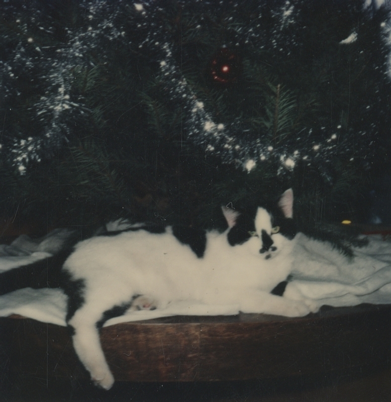 Figaro, the Meridian Library Cat, lays down under the library Christmas Tree.