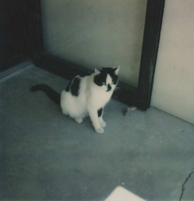 Figaro, the Meridian Library Cat, stands outside the main entrance of the Meridian library building located at Meridian & Idaho streets. 