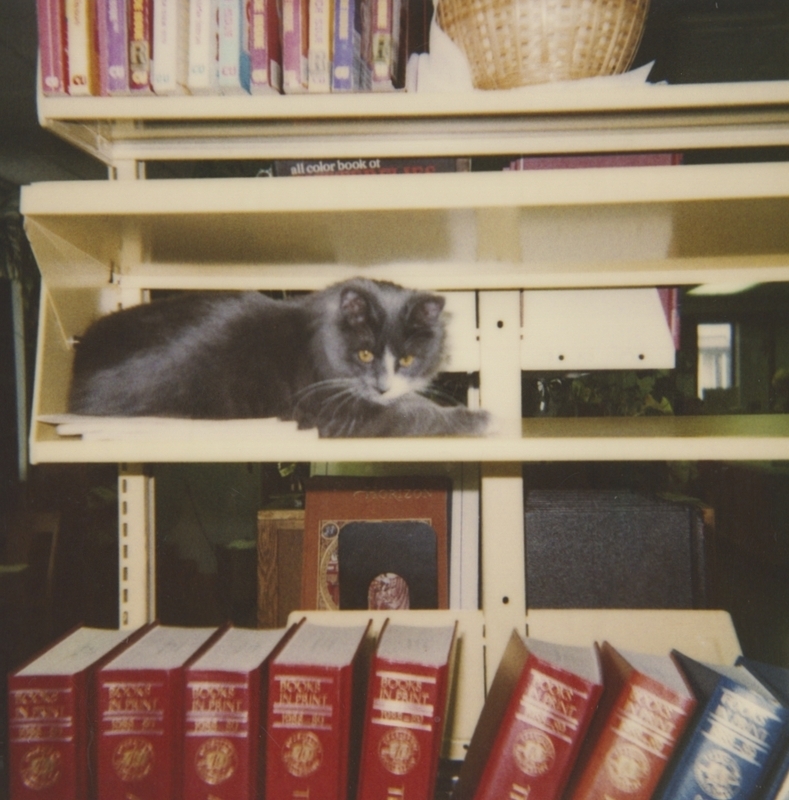 A white and dark gray cat laying on a bookshelf at the old Meridian Library, circa 1990. 