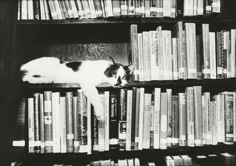 Figaro the Meridian Library Cat laying on a bookshelf, circa 1979. 