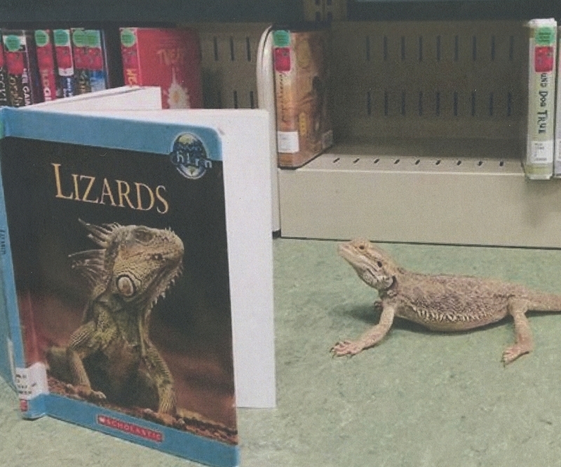 Edgar Dragon Poe, the Silverstone Branch's resident reptile, reads a book about lizards