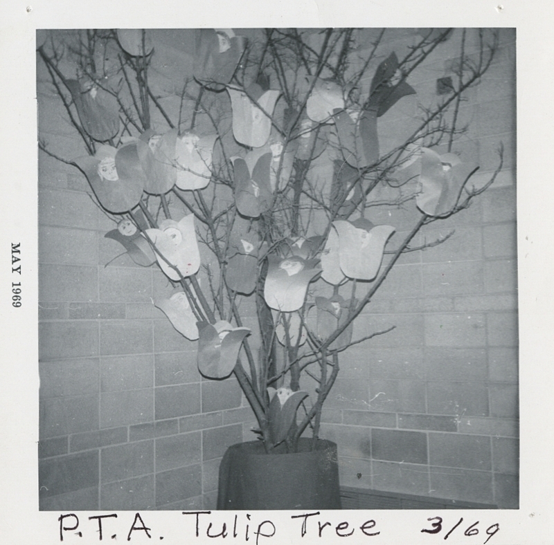 Meridian Elementary School P.T.A. Tulip Tree, May 1969