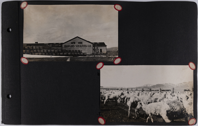 Top left: Rawlins Shearing Co. - Australian System.<br>Bottom right: Herd of sheep.